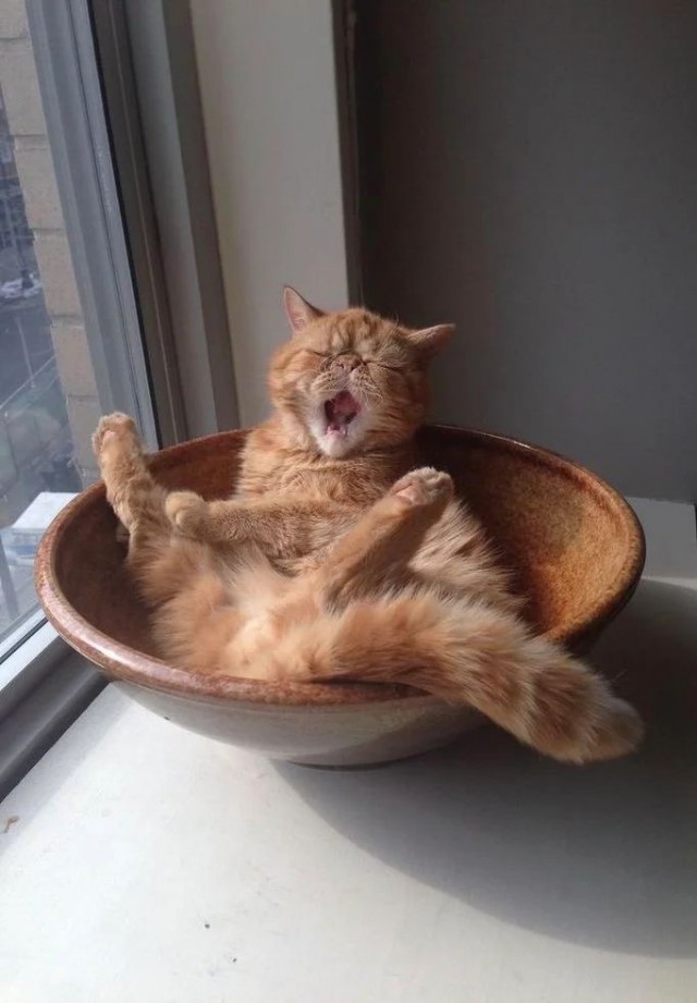 Позы для сна у кошек - что они означают?