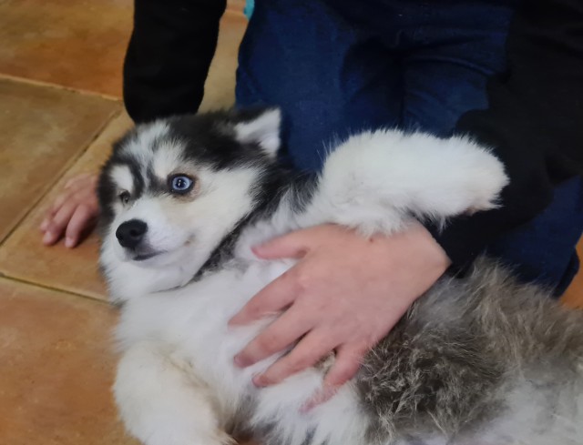 Собачих