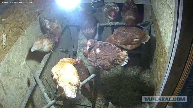 Яйцо сейчас достигает свою «справедливую цену», — директор птицефабрики Андрей Дымов