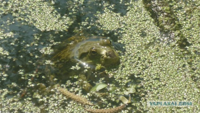 Черепахен...конец приключения.