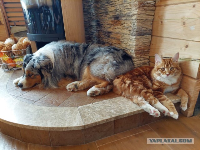 Котовторник