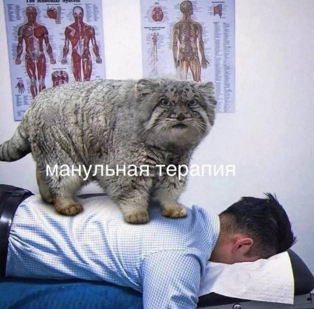 Немного картинок натыренных в ТГ