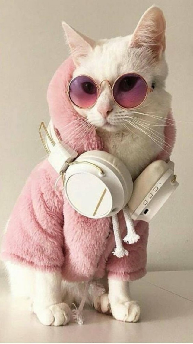 Котовторник в картинках