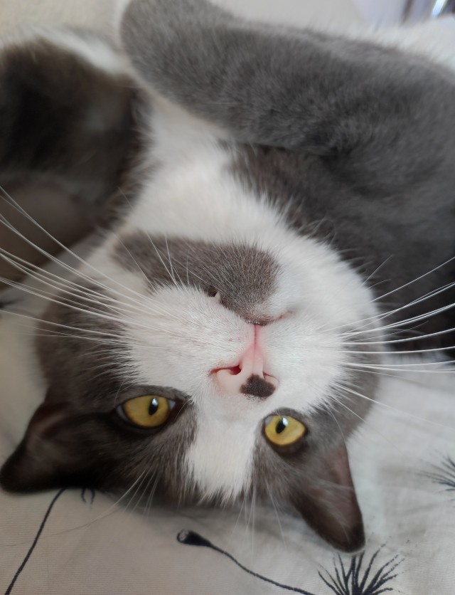 Сегодня котовторник