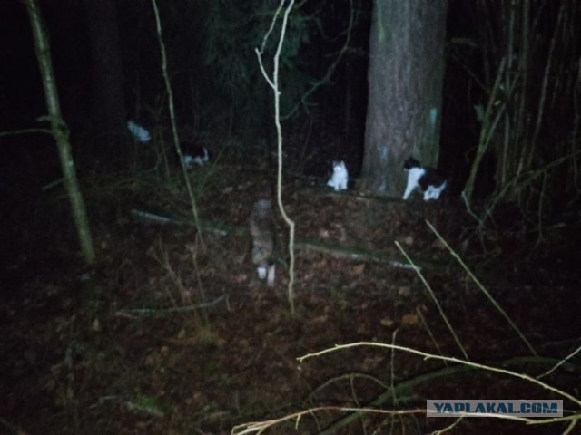 Жизнь домашнего приюта для котеек 530