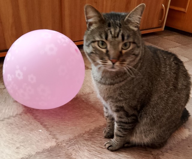 К котовторнику. Трагедь.