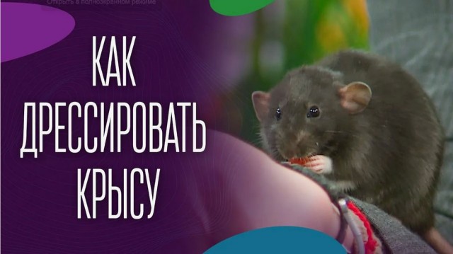Ля ты крыса