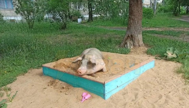 Это вам не бутовские козы.