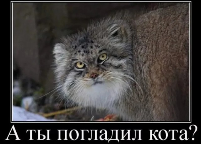Шесть котят родилось у манула Снежинки в Новосибирском зоопарке!