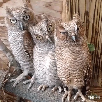Картинки