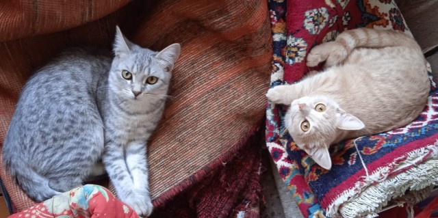 Вот и мой кот