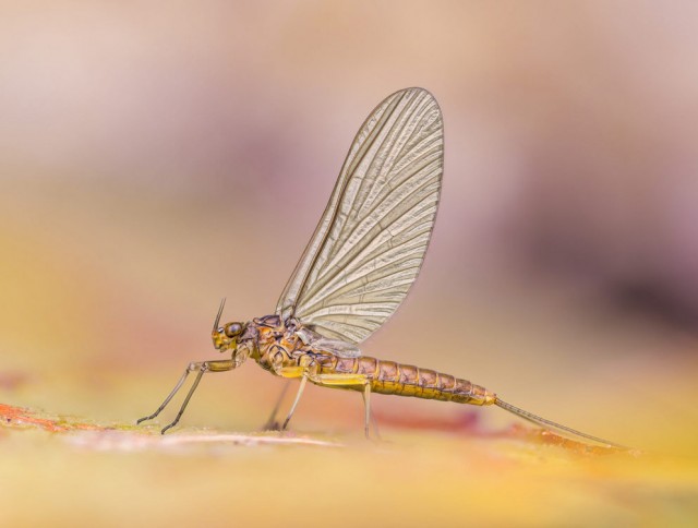 Лучшие макропортреты насекомых 2025 года.