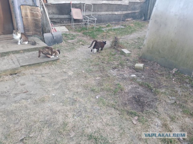 Жизнь домашнего приюта для котеек 575