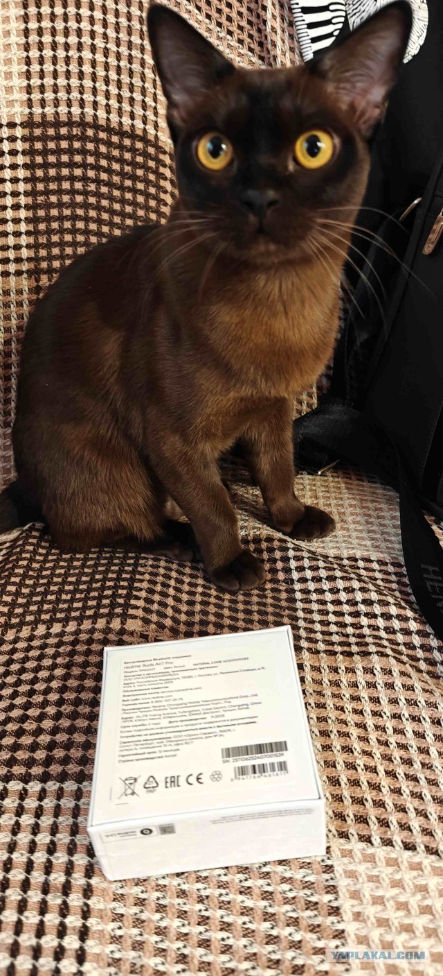 Принимайте в свои ряды которабы