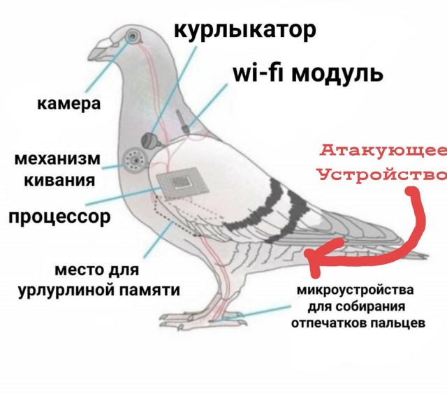 Голуби - шпионы.