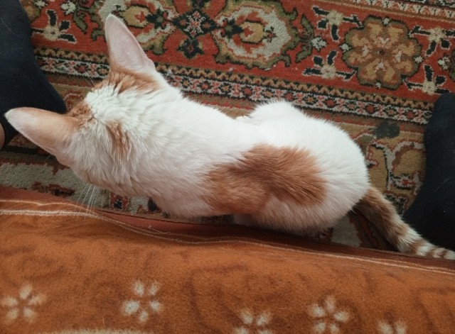 Котег.