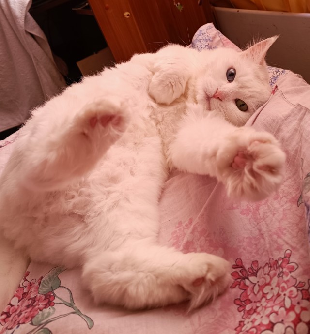 Котовторник 29.09.2026