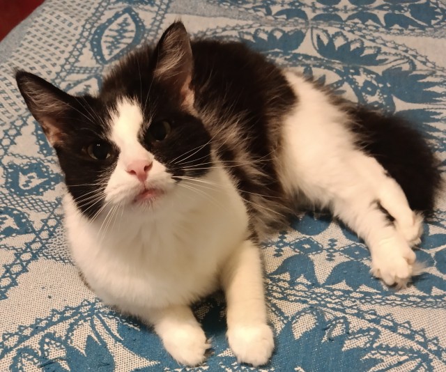 К-котовторник