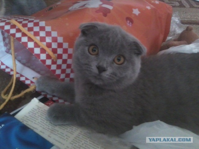 Котовторник   27.08.2013
