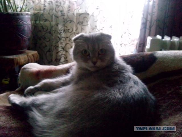 Немного о видеостенах