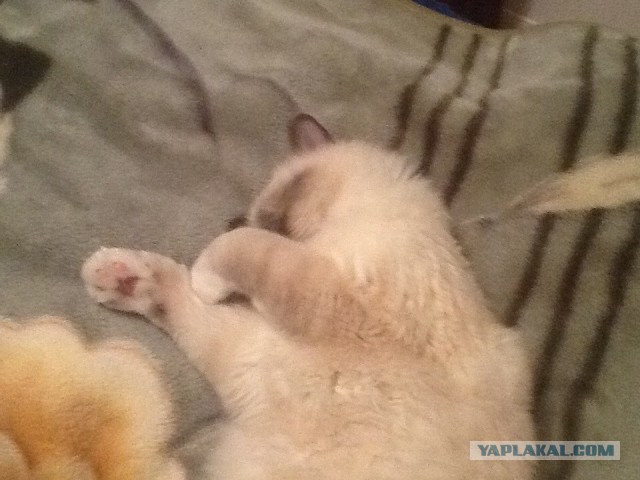 Котовторник  28.01.14