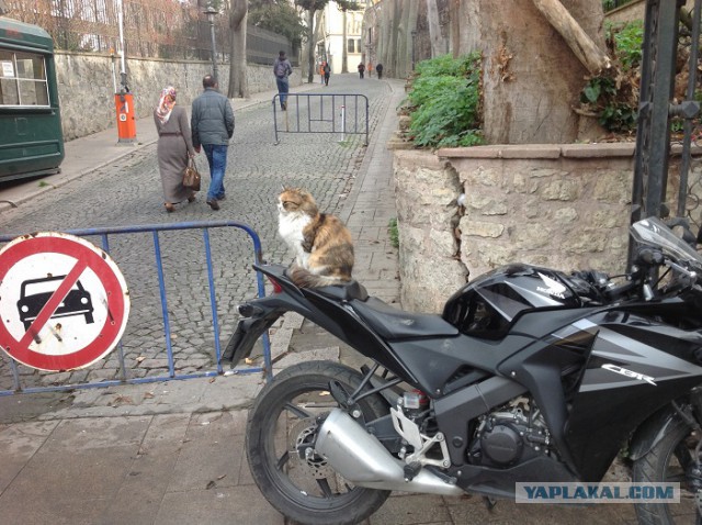 Коты ученых