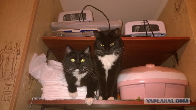 Котовторник 04.03.2014