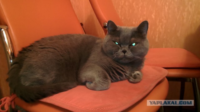 Байкерский котэ