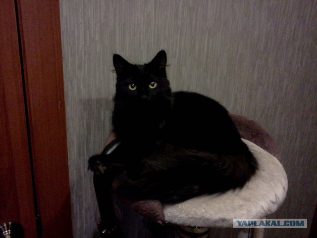 Котовторник 09.09.2014