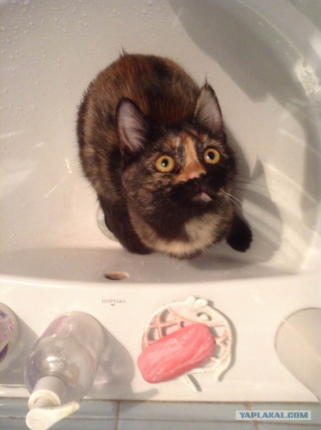 Котовторник 7.10.2014