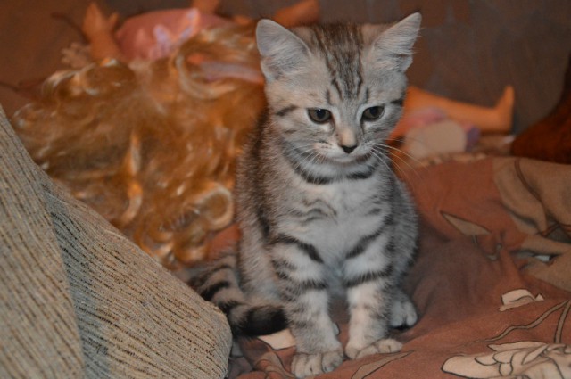 Котовторник 25.11.2014