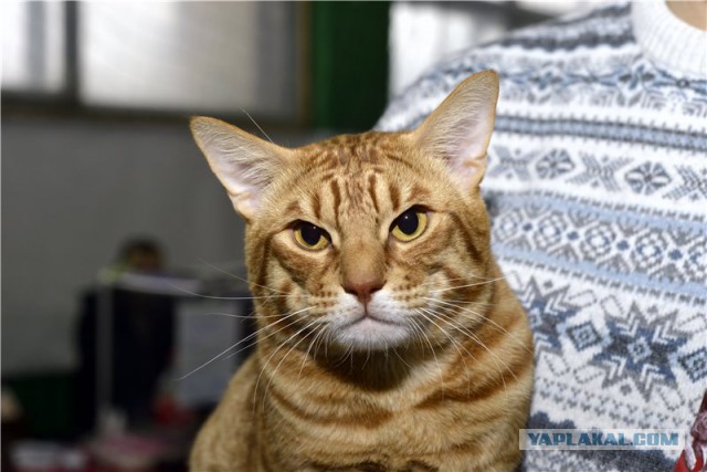 Котовторник 9.12.2014