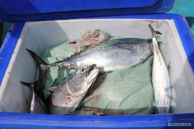 Руководство по морепродуктам