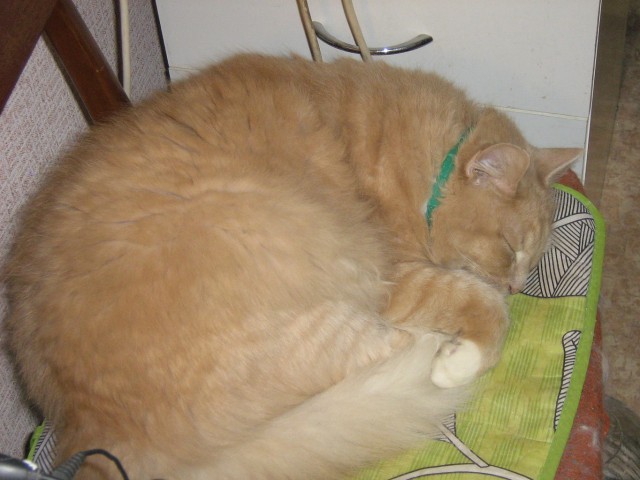 Котовторник 07 04 2015