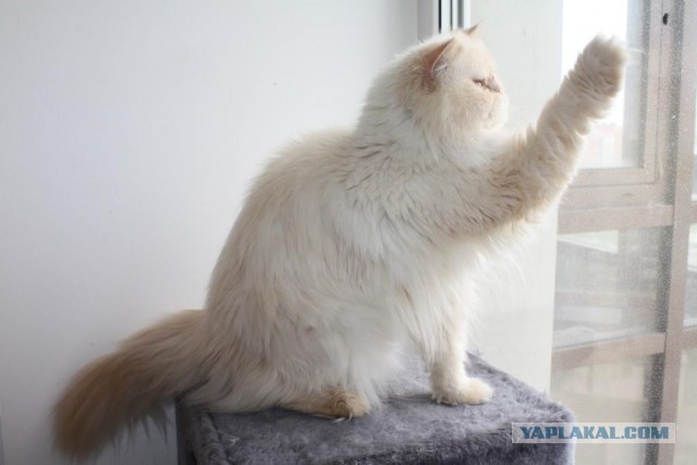 Котовторник 16.06.2015., Котовторник наступил!