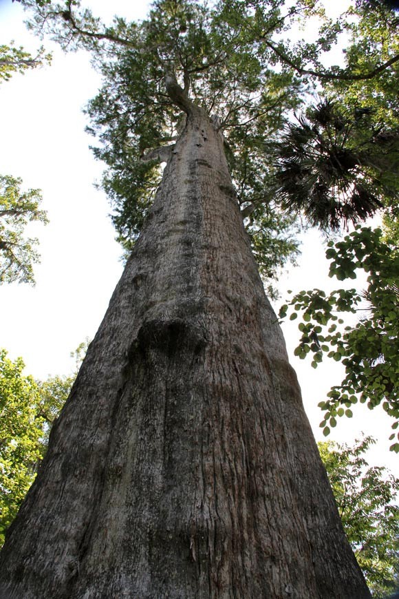 Погибло одно из старейших деревьев на Земле