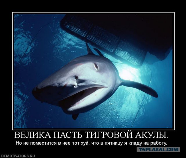 Самые страшные акулы