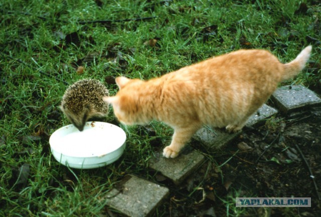 Хоть и не котовторник