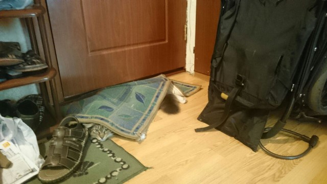 Котовторник 25.08.2015