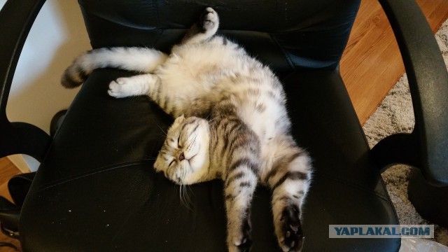 Взяли котейку домой