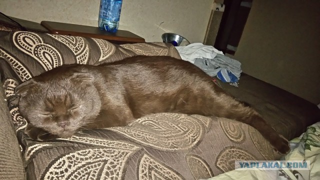 Кое-что о Камышовых  котах