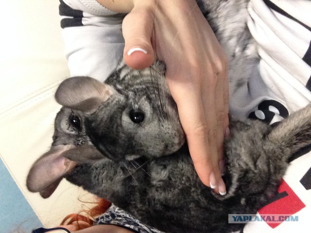 Не берите шиншилл