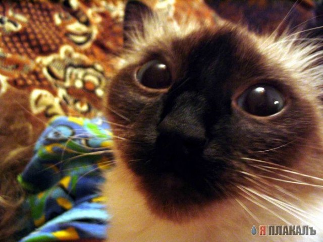Вторничный котомёт