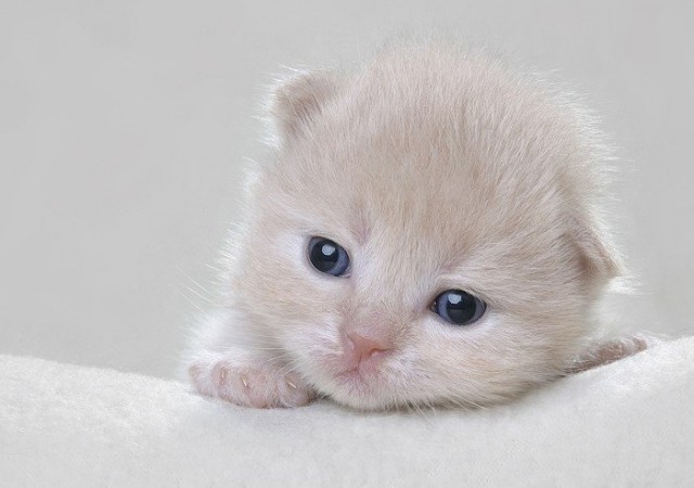 Коты, кошки, котята