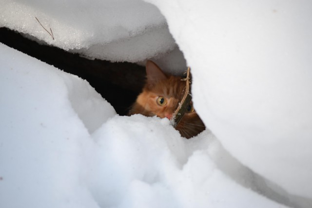 Домашние коты на природе