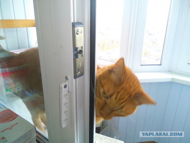Котовторник 27.12.2016