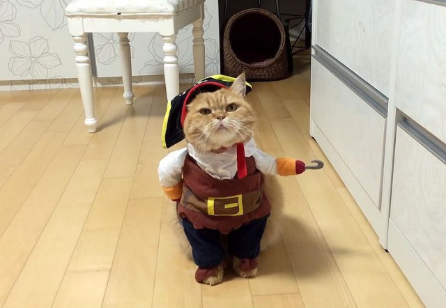 Коты из сети