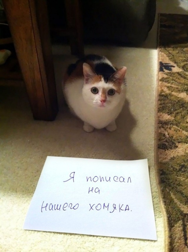 Коты из сети