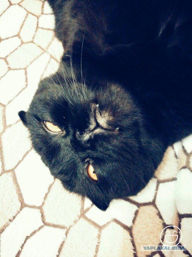 Котовторник 28.02.2017