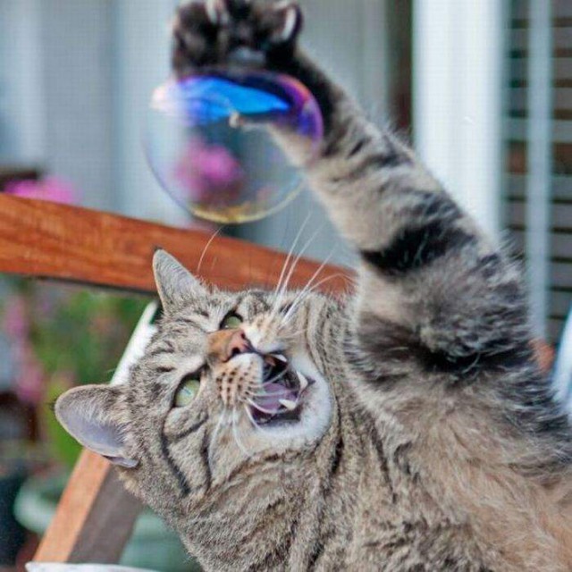 Коты и Кошки